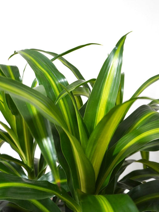 Dracaena 27hawaiian Sunshine 27 Bush 25 19ab95e2 556f 43db Ab6c 0bd75720a40b from www redcrocus com