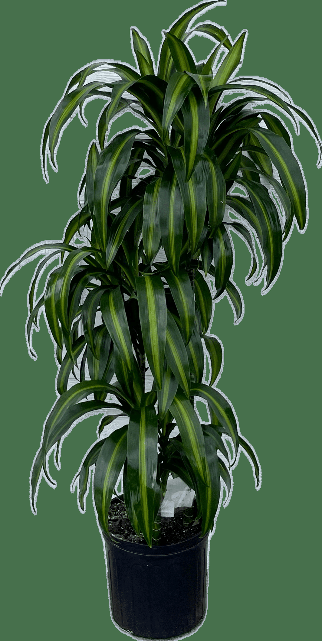 Dracaena 27hawaiian Sunshine 27 Bush 27 4ef8b955 C5b8 4c6d 9480 63d836ac4655 from www redcrocus com