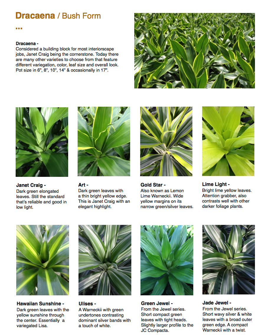 Dracaena 27hawaiian Sunshine 27 Bush 32 5f7120d3 7e6c 4617 84ed 8f3629f0b0e8 from www redcrocus com