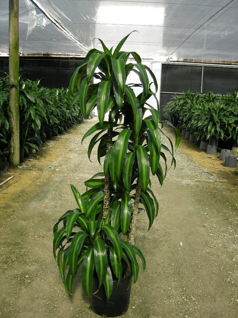 Dracaena 27hawaiian Sunshine 27 Bush 33 0e4c0f56 1325 4ee5 B6c0 Bee59f4dd279 from www redcrocus com