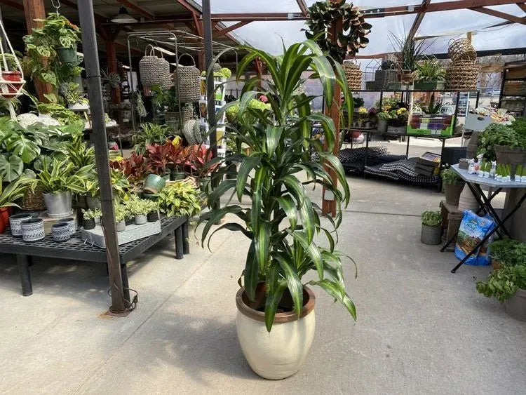 Dracaena 27hawaiian Sunshine 27 Bush 34 126c9eb5 Ee30 470d Af83 C66d18c238c4 from www redcrocus com