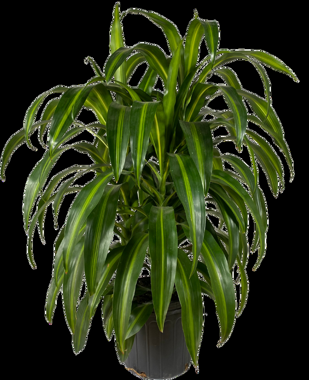 Dracaena 27hawaiian Sunshine 27 Bush 3 Cf861d38 1a1d 4fbb 9761 629771be15bd from www redcrocus com