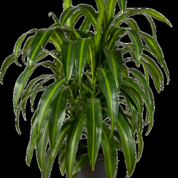 Dracaena 27hawaiian Sunshine 27 Bush 6 6962fcb7 A367 4a73 Ae8b B3c3c9e88f9d from www redcrocus com