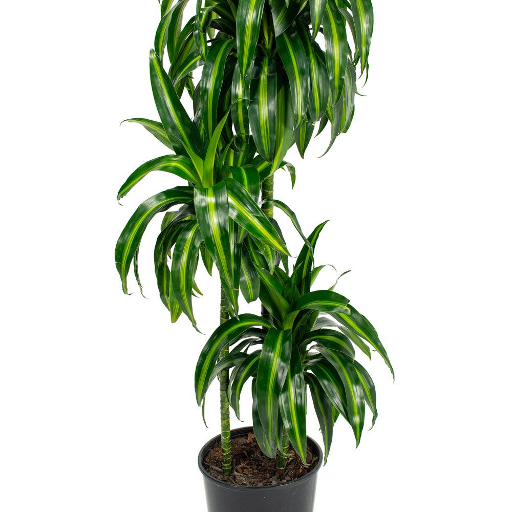 Dracaena 27hawaiian Sunshine 27 Bush 7 7371f779 00f4 47d9 Bb58 E1cd6c9abe69 from www redcrocus com
