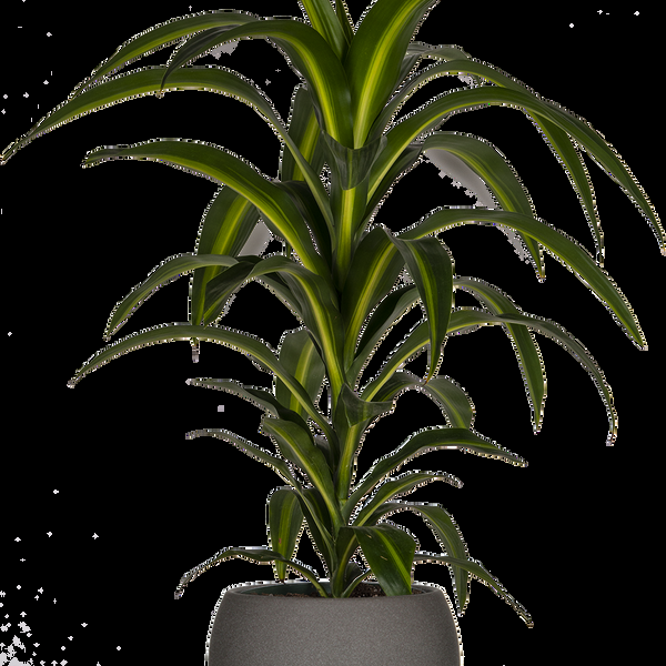 Dracaena 27hawaiian Sunshine 27 Bush 9 1eb0af49 6bc3 4db9 B999 8f9db5e882da from www redcrocus com