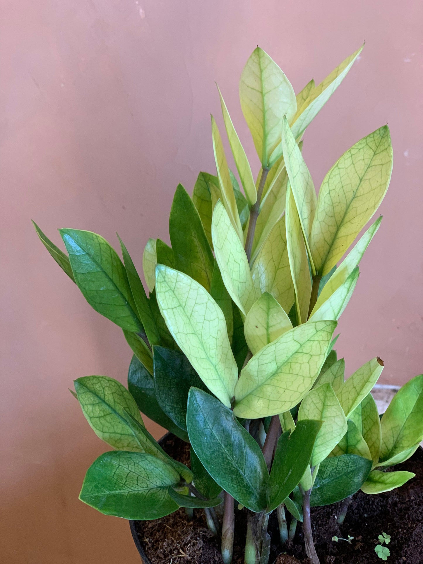 Zamioculcas Zamiifolia 'chameleon' - View 10 from www redcrocus com