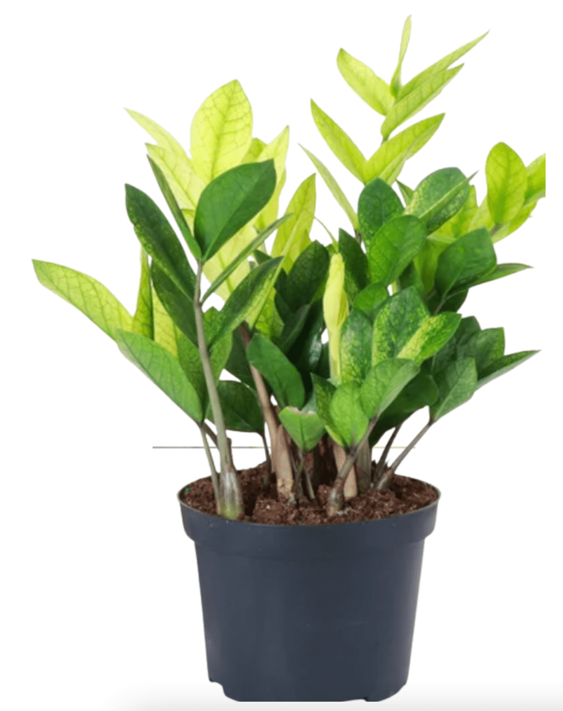 Zamioculcas Zamiifolia 'chameleon' - View 12 from www redcrocus com