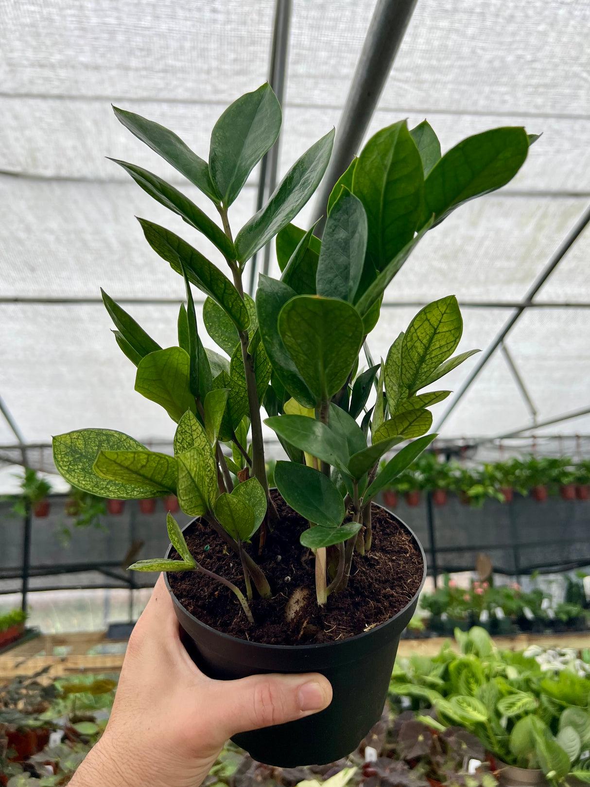 Zamioculcas Zamiifolia 'chameleon' - View 15 from www redcrocus com