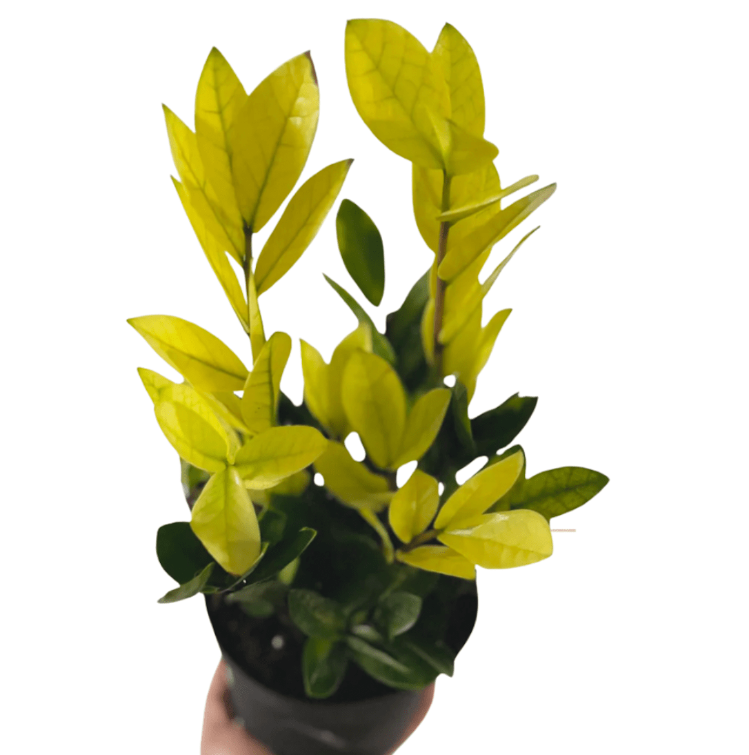 Zamioculcas Zamiifolia 'chameleon' - View 18 from www redcrocus com