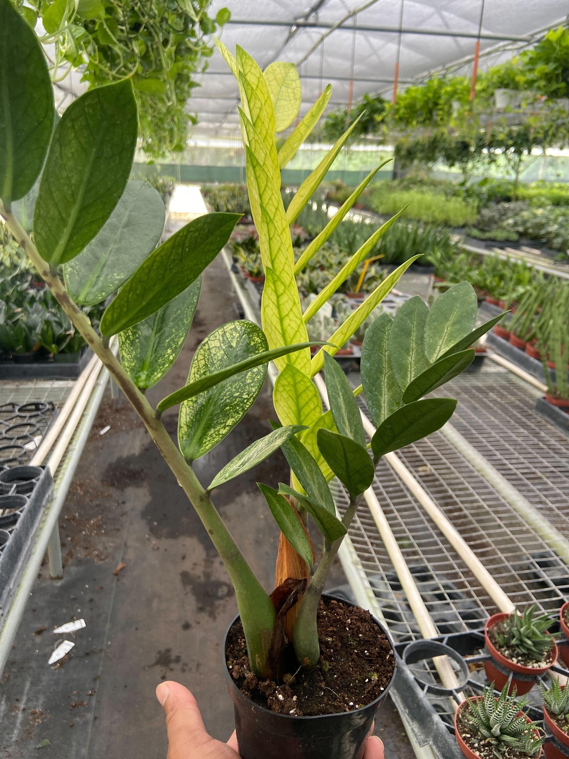 Zamioculcas Zamiifolia 'chameleon' - View 19 from www redcrocus com