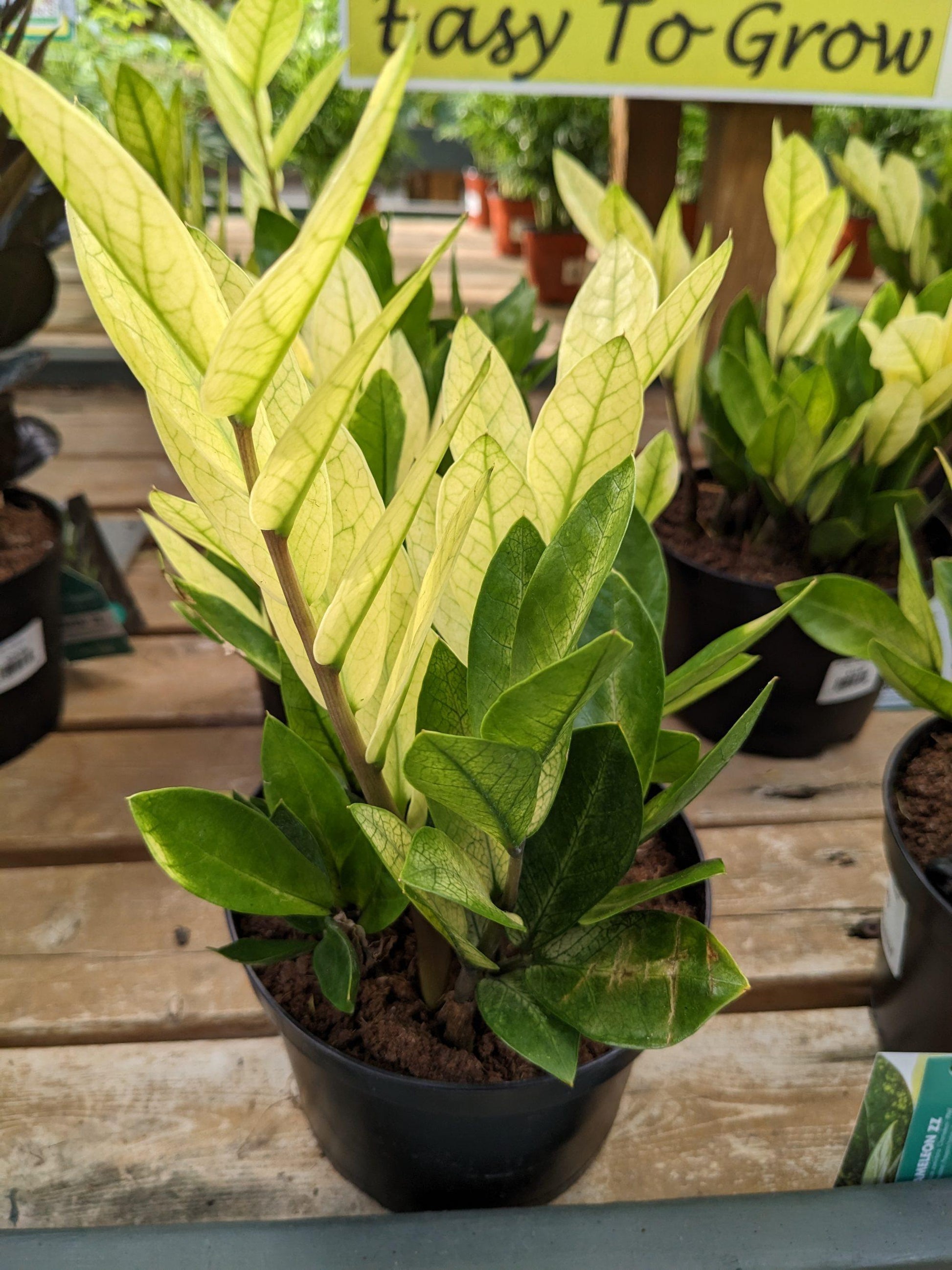 Zamioculcas Zamiifolia 'chameleon' - View 21 from www redcrocus com