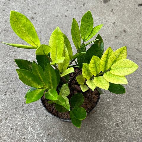 Zamioculcas Zamiifolia 'chameleon' - View 22 from www redcrocus com