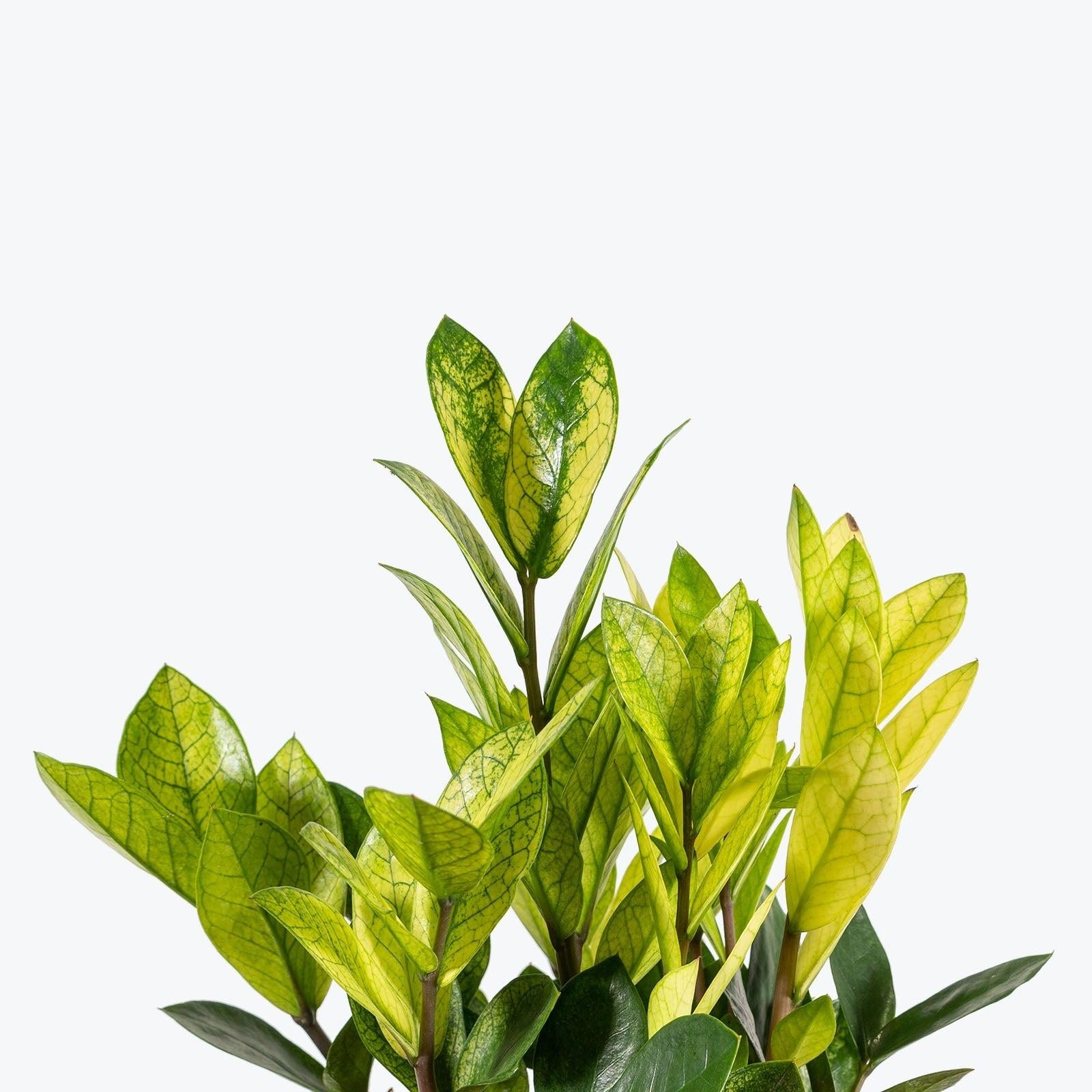 Zamioculcas Zamiifolia 'chameleon' - View 23 from www redcrocus com