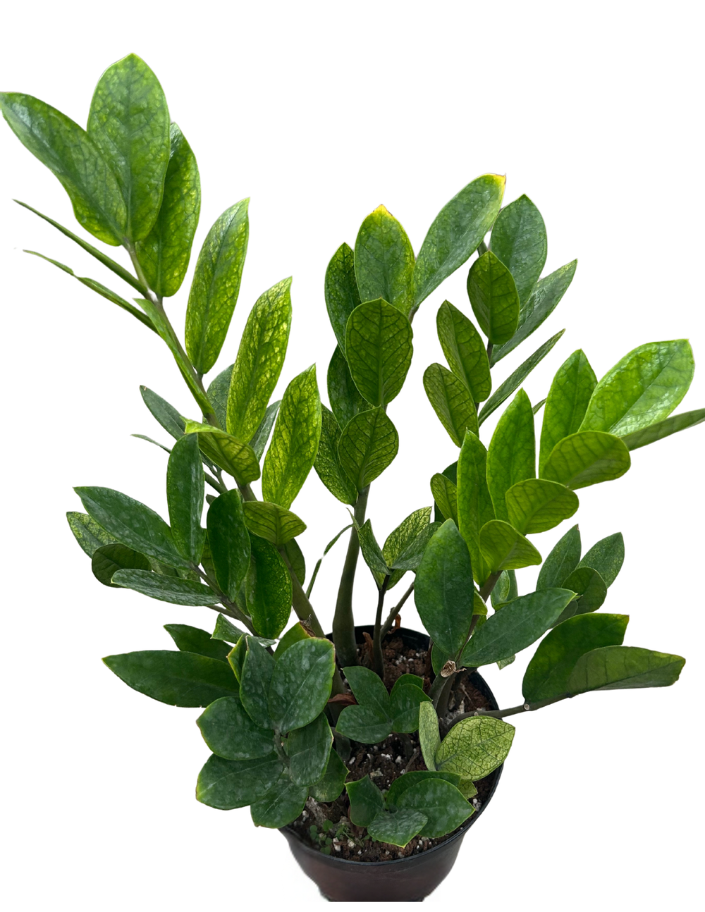 Zamioculcas Zamiifolia 'chameleon' - View 25 from www redcrocus com