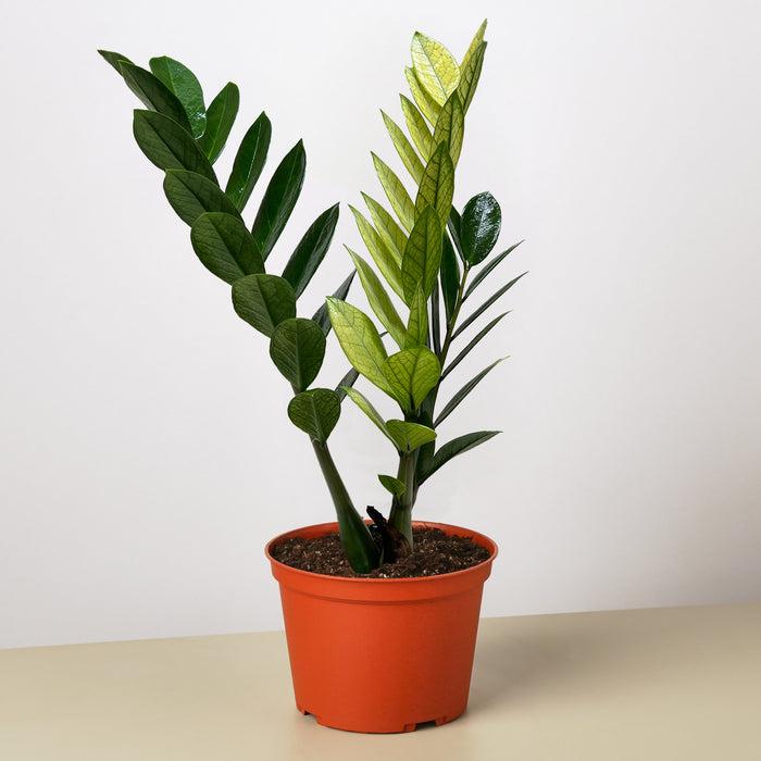 Zamioculcas Zamiifolia 'chameleon' - View 26 from www redcrocus com