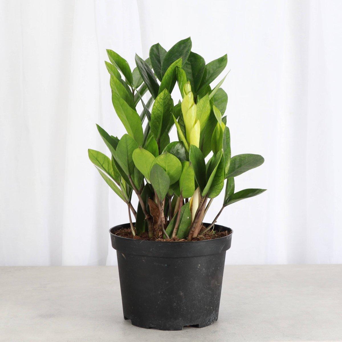 Zamioculcas Zamiifolia 'chameleon' - View 27 from www redcrocus com