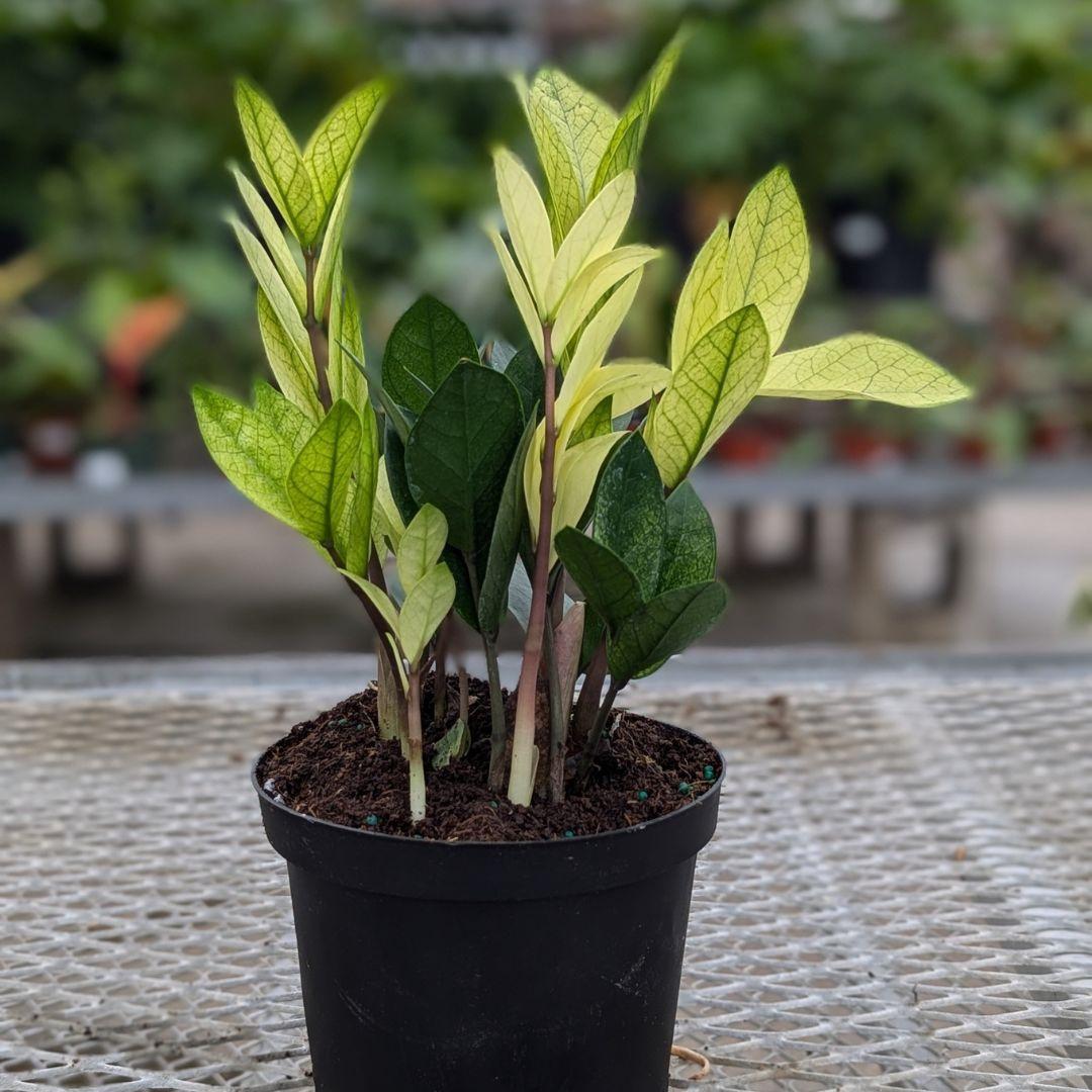 Zamioculcas Zamiifolia 'chameleon' - View 2 from www redcrocus com
