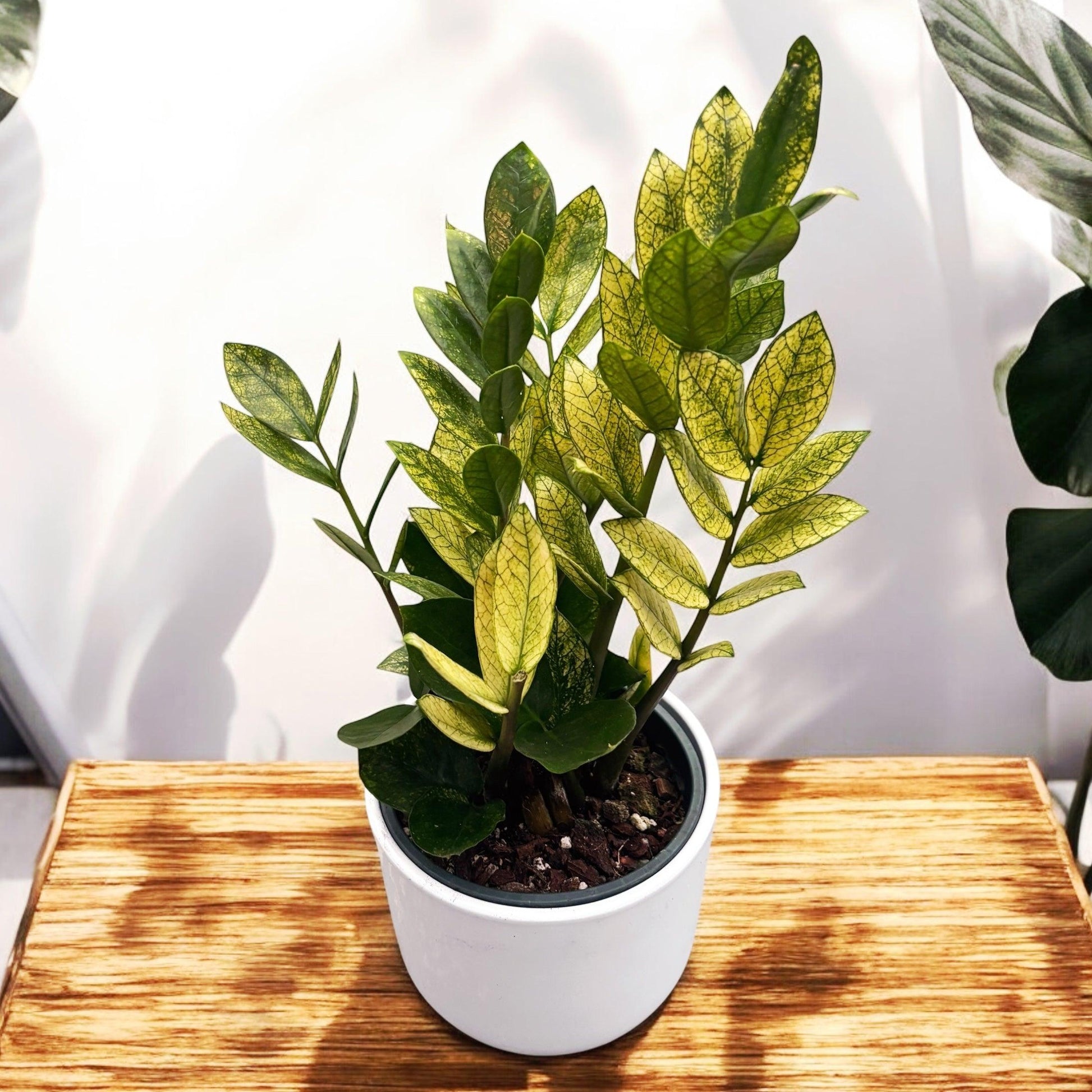Zamioculcas Zamiifolia 'chameleon' - View 30 from www redcrocus com