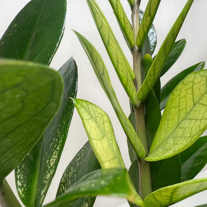 Zamioculcas Zamiifolia 'chameleon' - View 32 from www redcrocus com