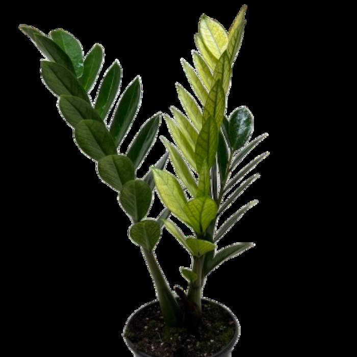 Zamioculcas Zamiifolia 'chameleon' - View 34 from www redcrocus com