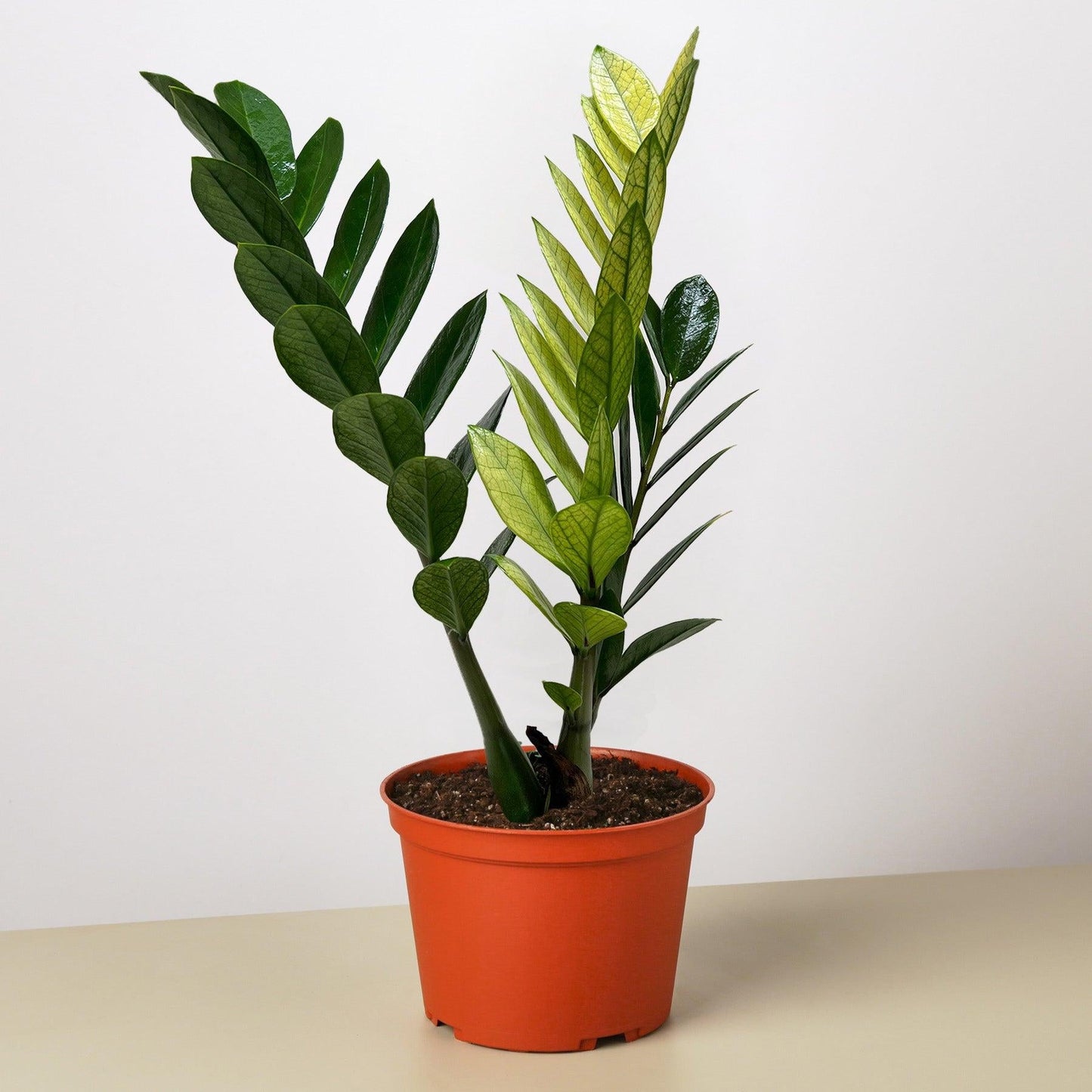 Zamioculcas Zamiifolia 'chameleon' - View 4 from www redcrocus com