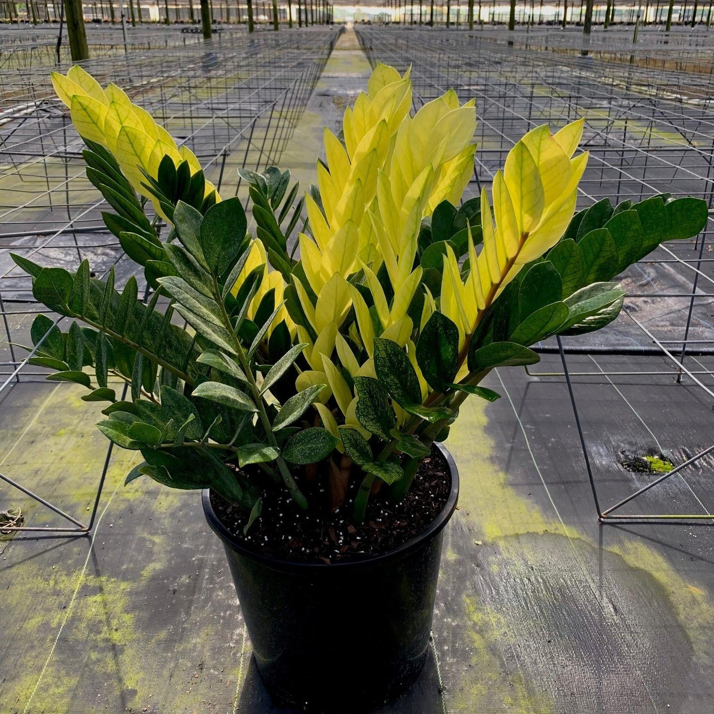 Zamioculcas Zamiifolia 'chameleon' - View 5 from www redcrocus com