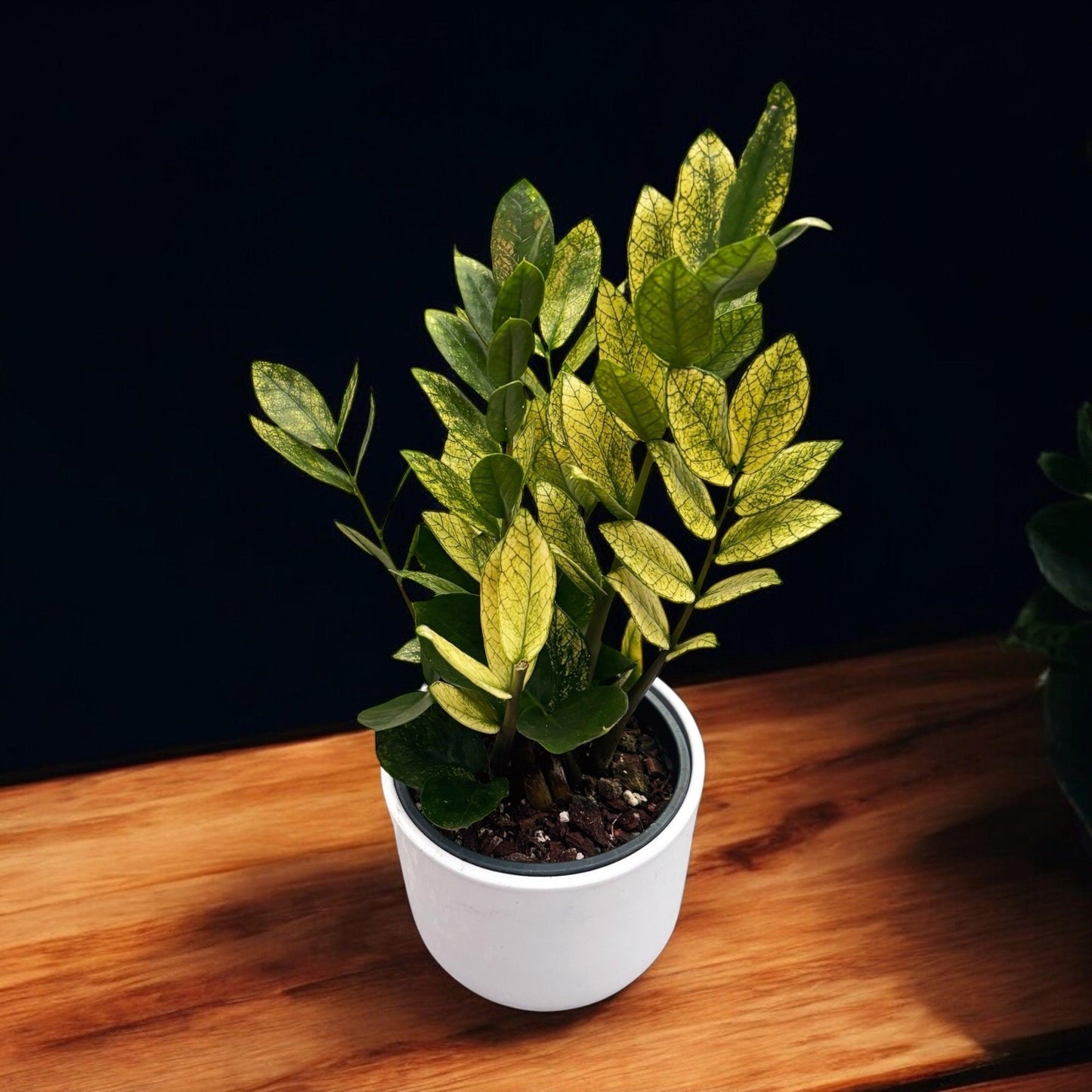 Zamioculcas Zamiifolia 'chameleon' - View 6 from www redcrocus com
