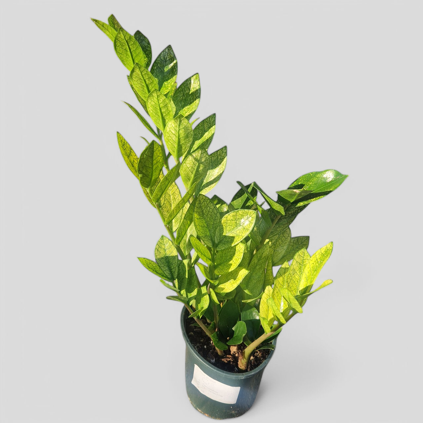 Zamioculcas Zamiifolia 'chameleon' - View 9 from www redcrocus com