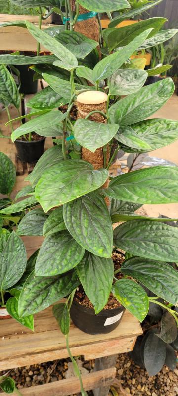 Monstera 'peru' - View 10 from www redcrocus com