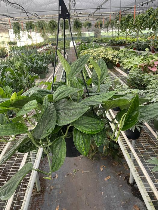 Monstera 'peru' - View 13 from www redcrocus com