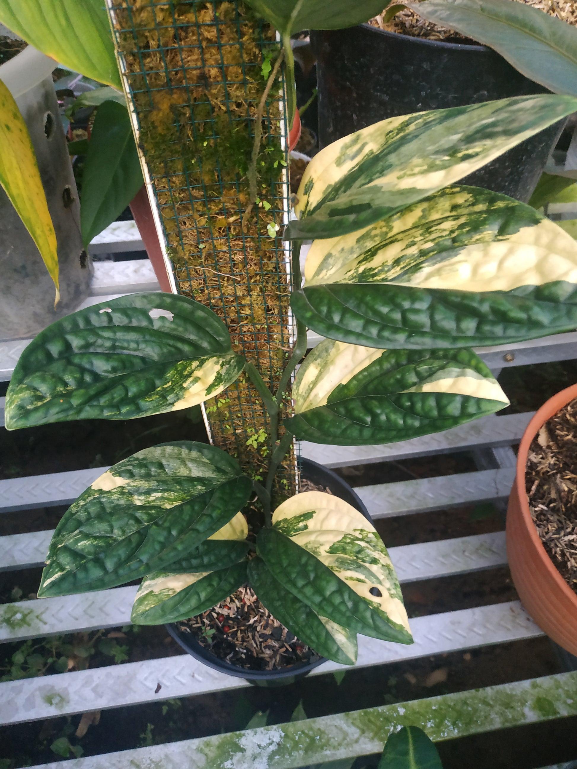 Monstera 'peru' - View 14 from www redcrocus com