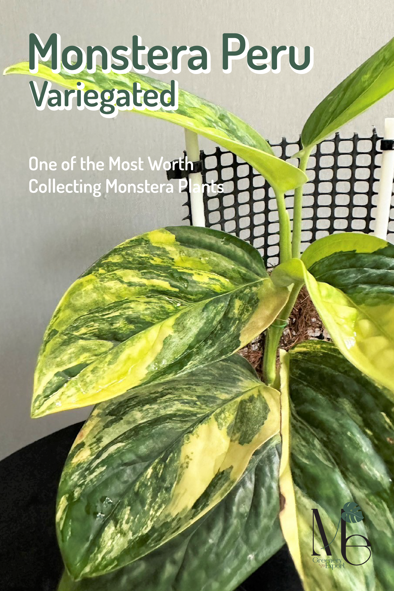 Monstera 'peru' - View 18 from www redcrocus com