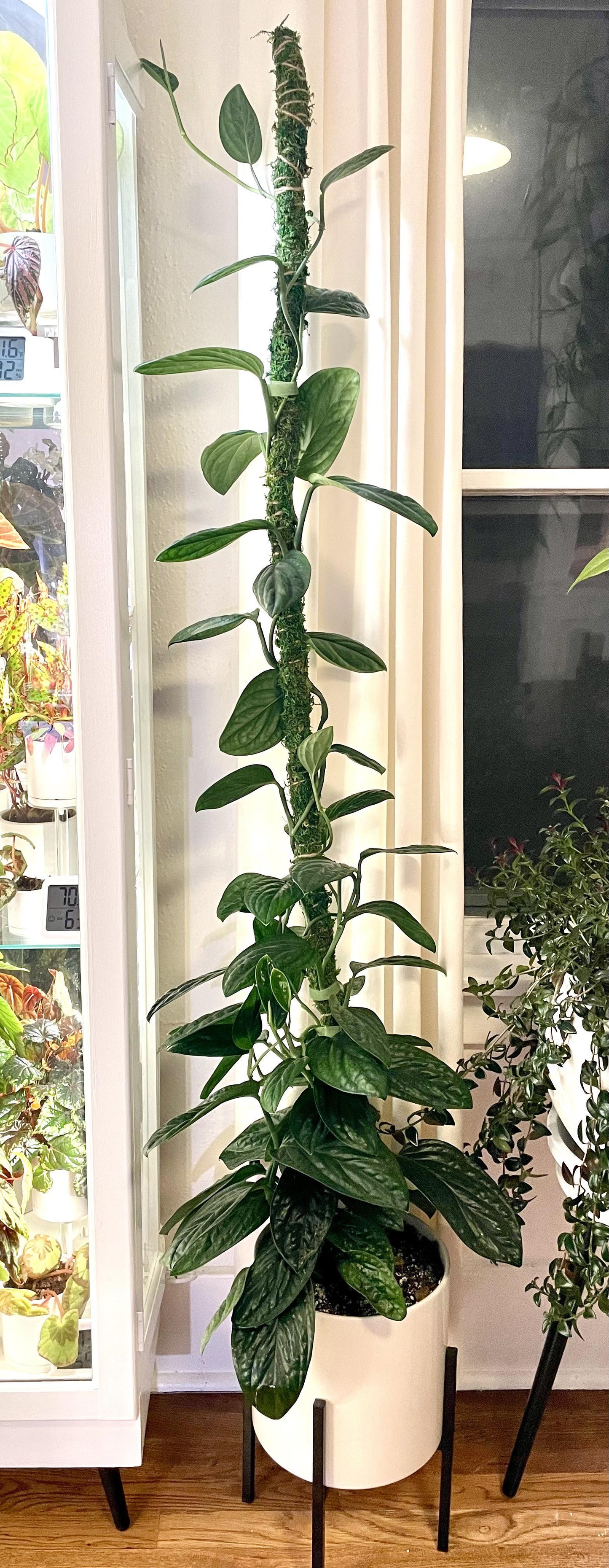 Monstera 'peru' - View 19 from www redcrocus com