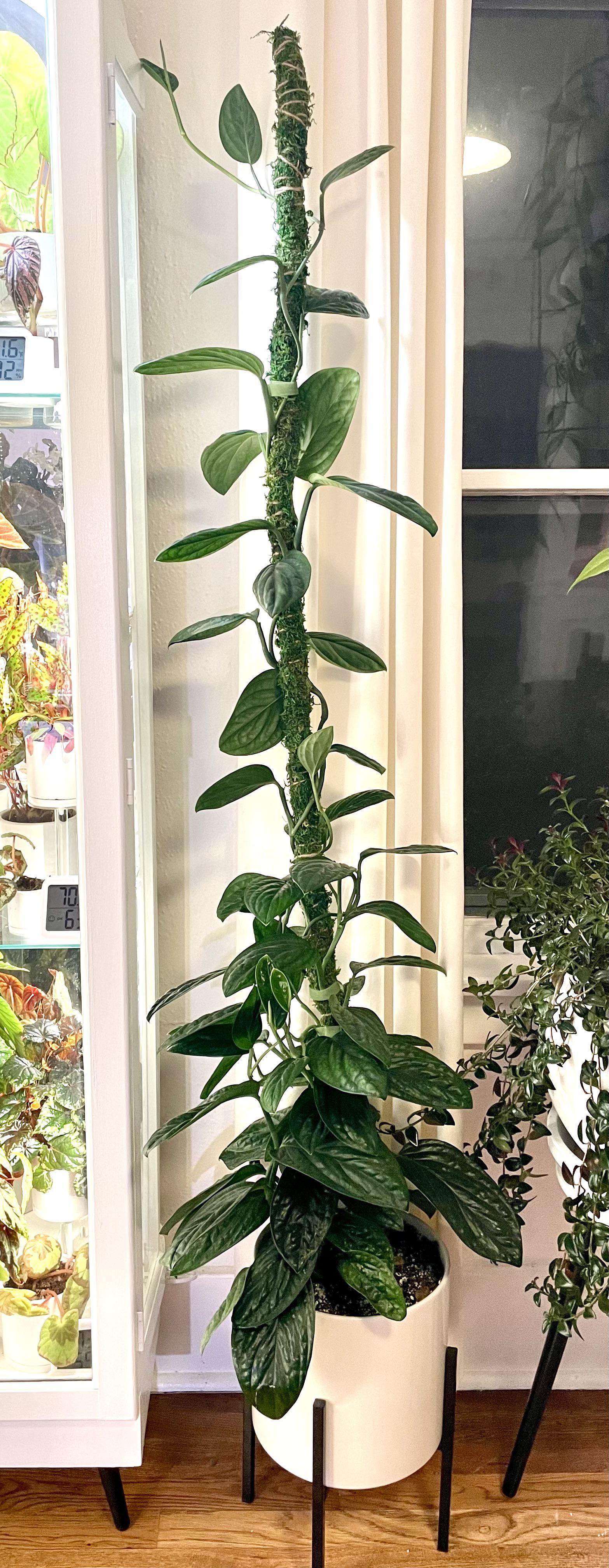 Monstera 'peru' - View 19 from www redcrocus com