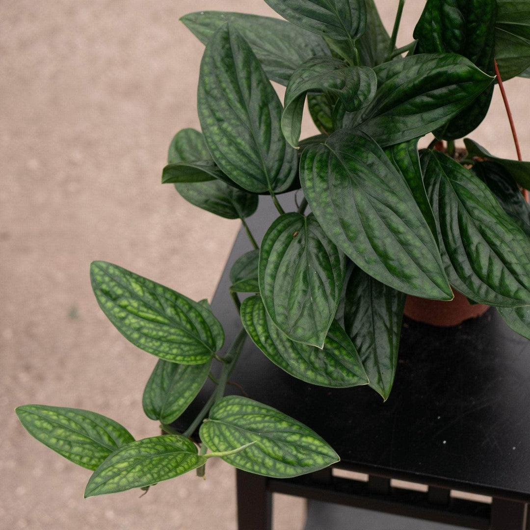 Monstera 'peru' - View 1 from www redcrocus com