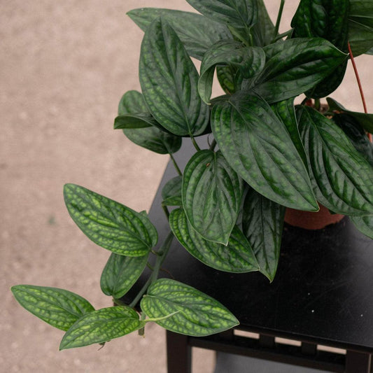Monstera 'peru' - View 1 from www redcrocus com