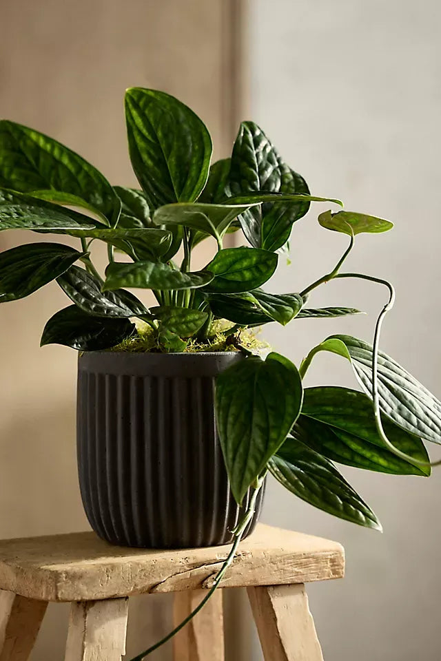 Monstera 'peru' - View 20 from www redcrocus com