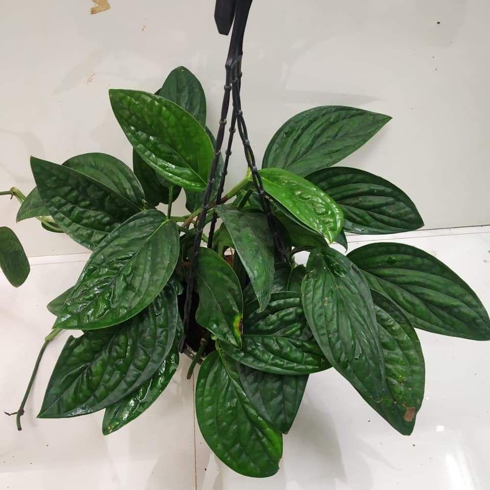 Monstera 'peru' - View 27 from www redcrocus com