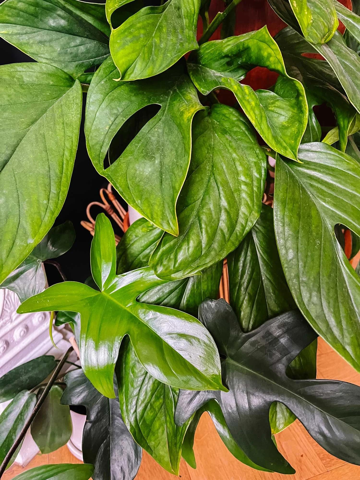 Monstera 'peru' - View 29 from www redcrocus com
