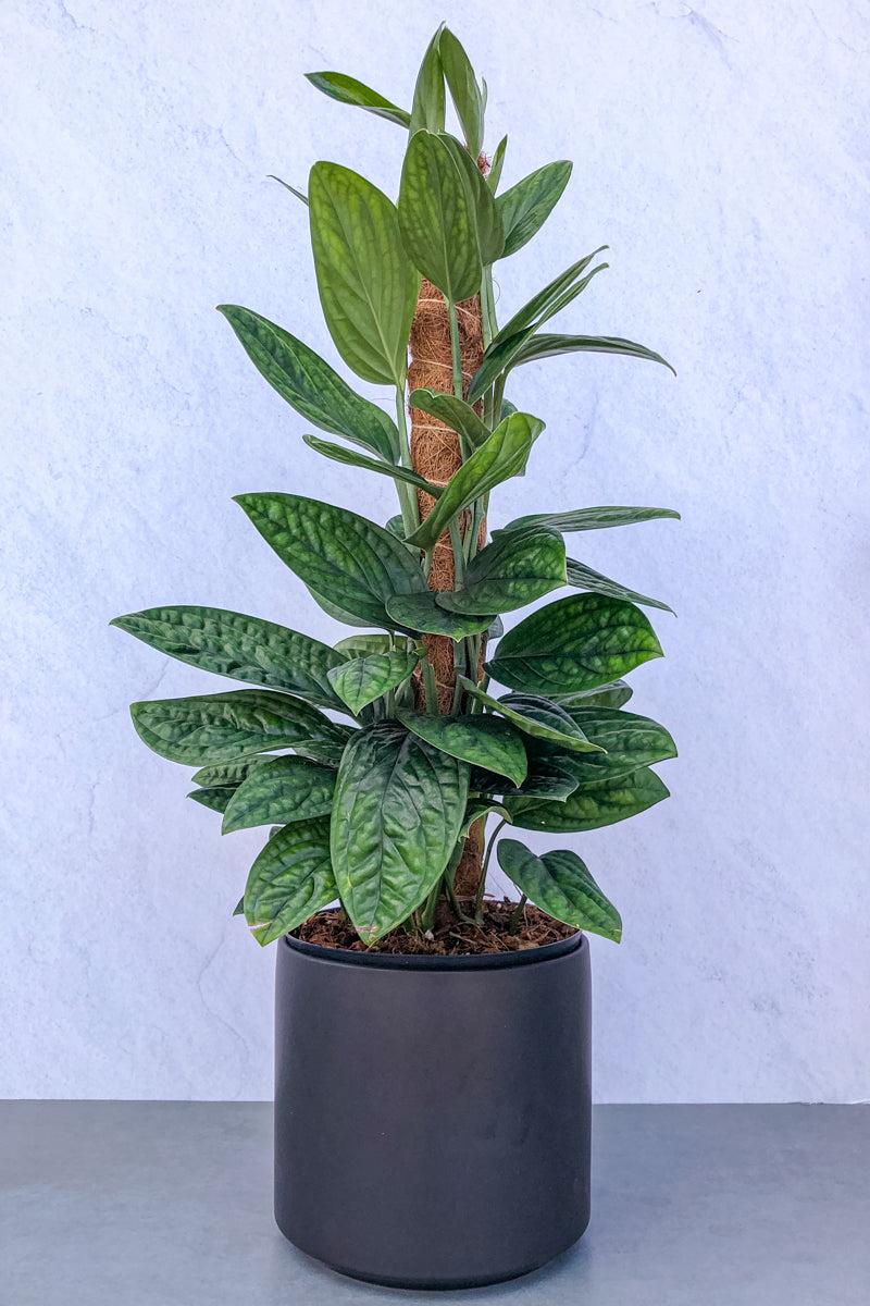Monstera 'peru' - View 32 from www redcrocus com