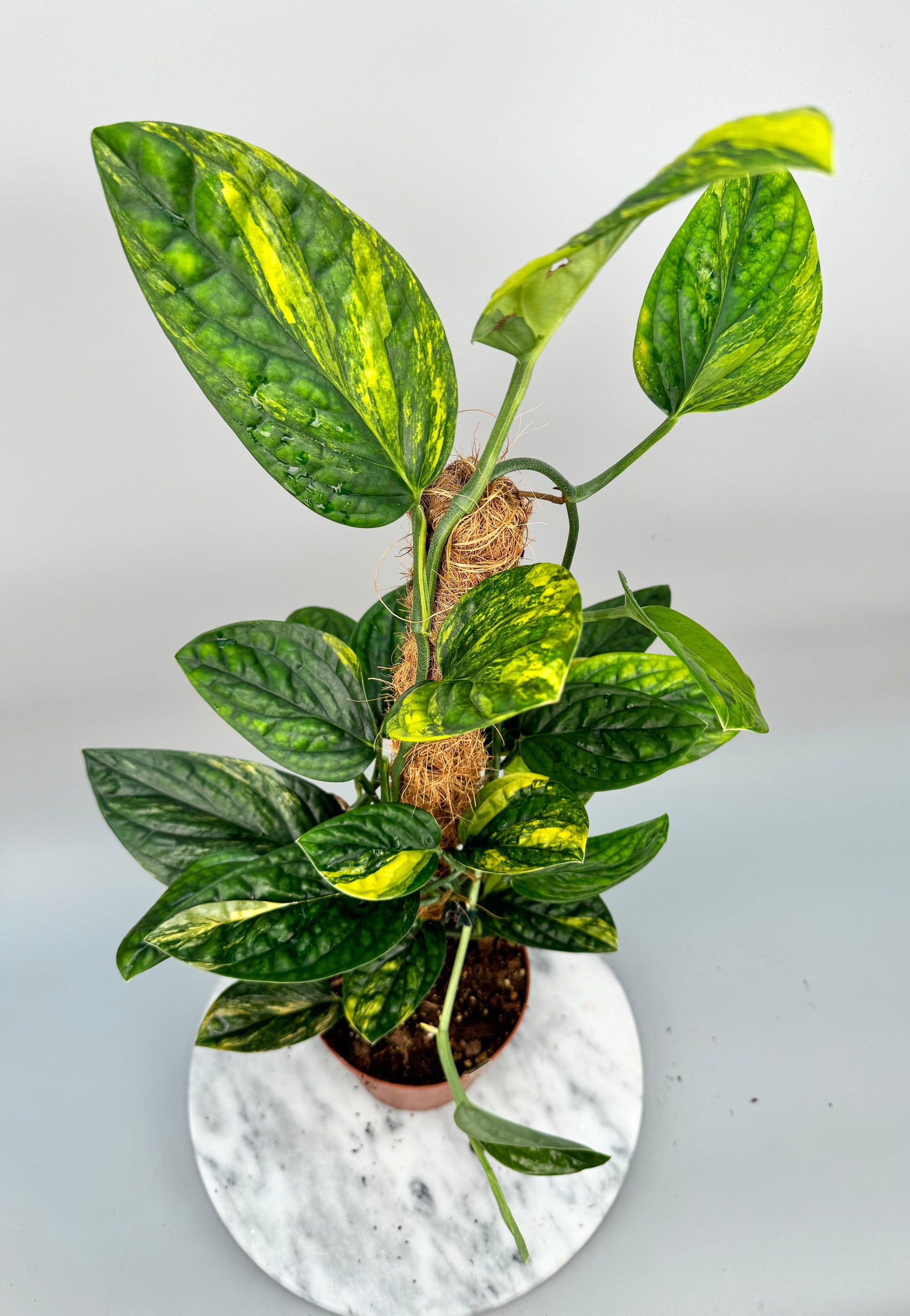 Monstera 'peru' - View 33 from www redcrocus com