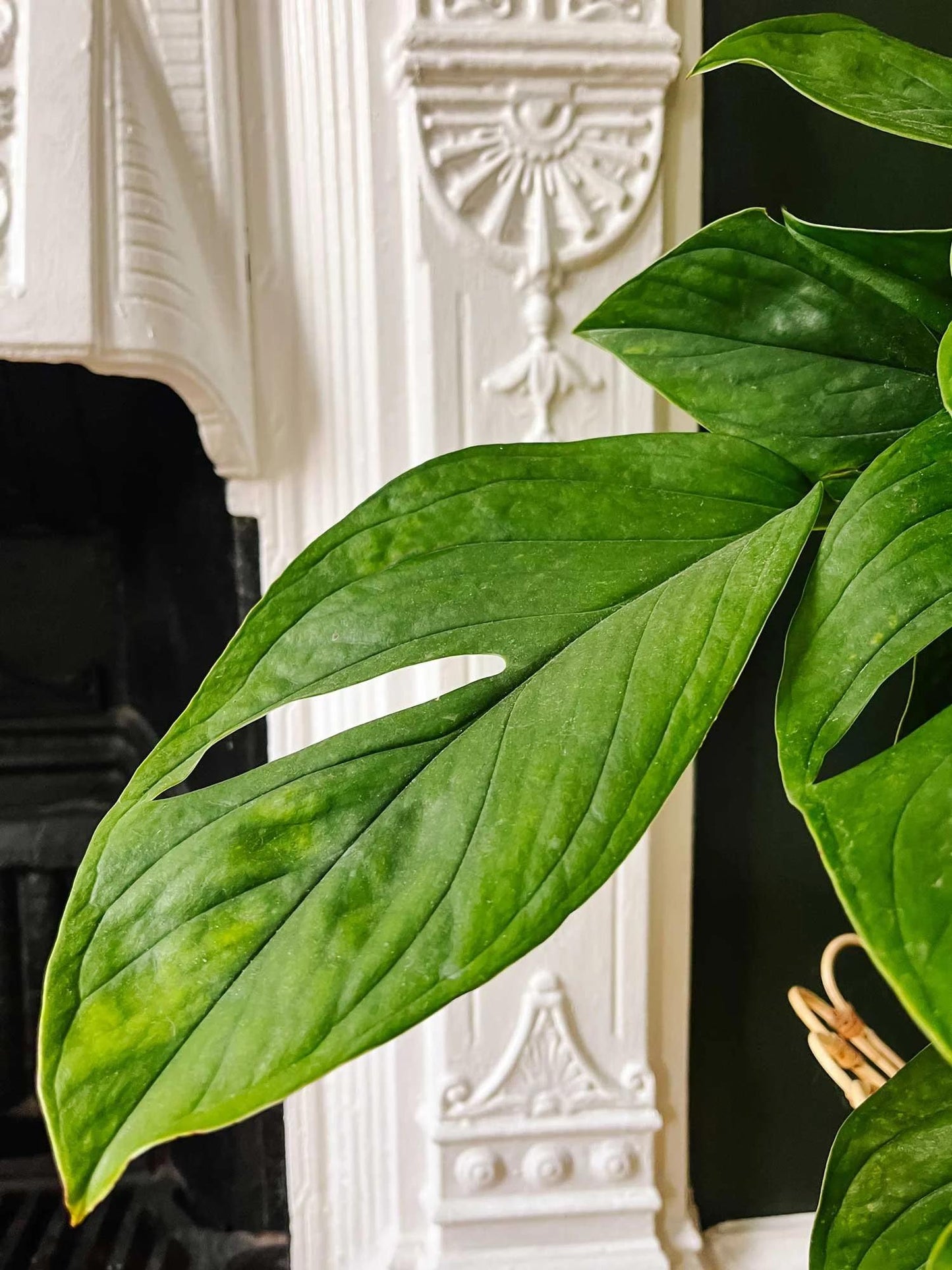 Monstera 'peru' - View 4 from www redcrocus com
