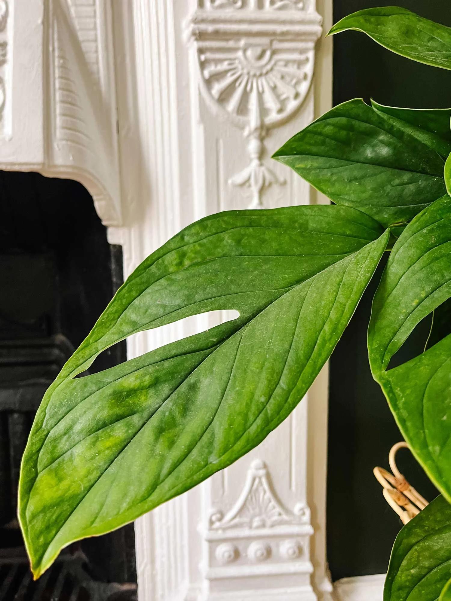 Monstera 'peru' - View 4 from www redcrocus com