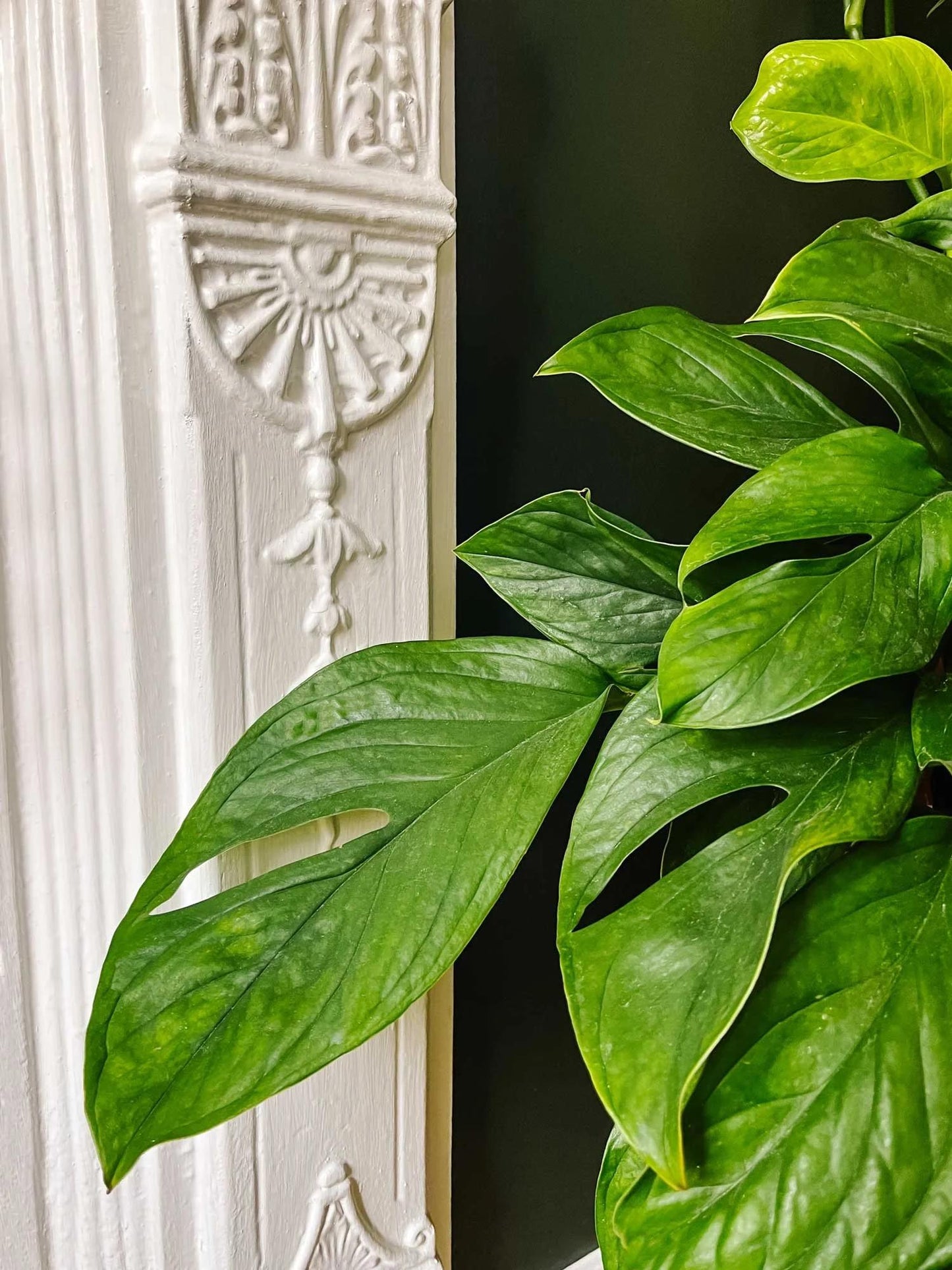 Monstera 'peru' - View 5 from www redcrocus com