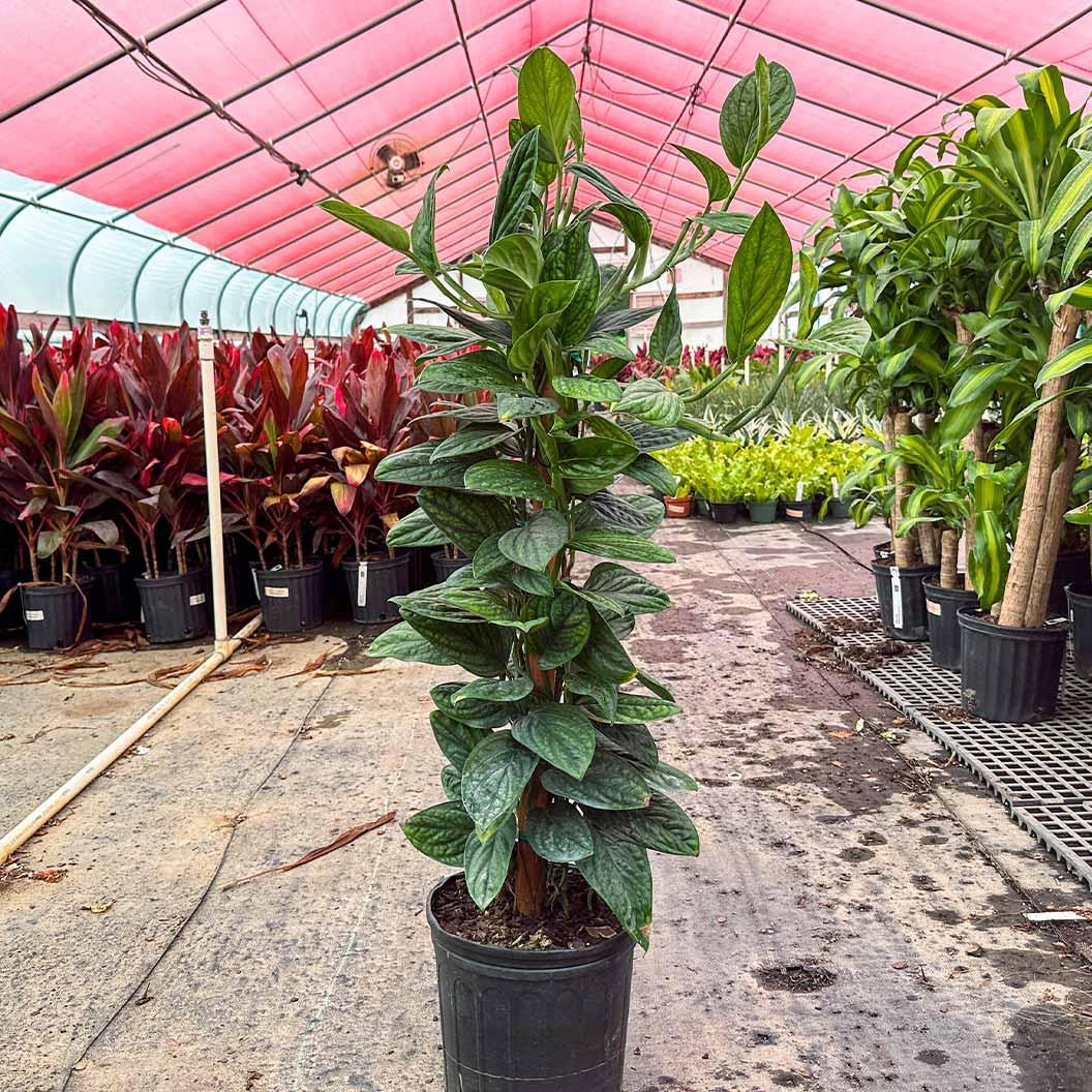 Monstera 'peru' - View 6 from www redcrocus com