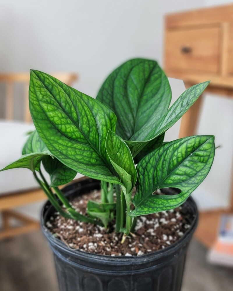 Monstera 'peru' - View 8 from www redcrocus com