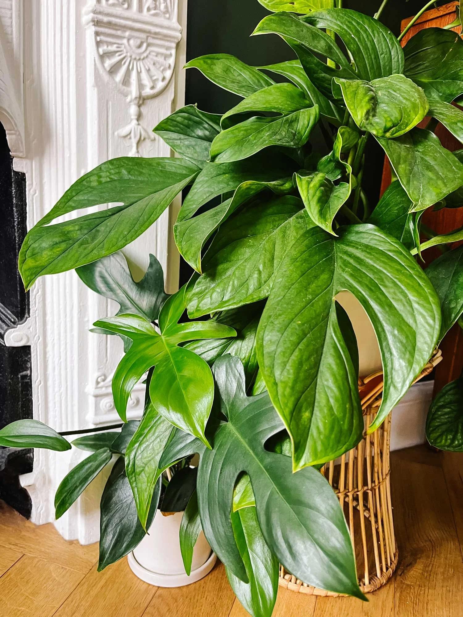 Monstera 'peru' - View 9 from www redcrocus com