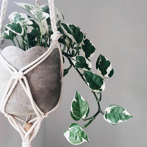 Pothos 2c Epipremnum Aureum 27snow Queen 27 11 22dd8fb2 8d21 48bd 8096 A06e0b70a6bf from www redcrocus com