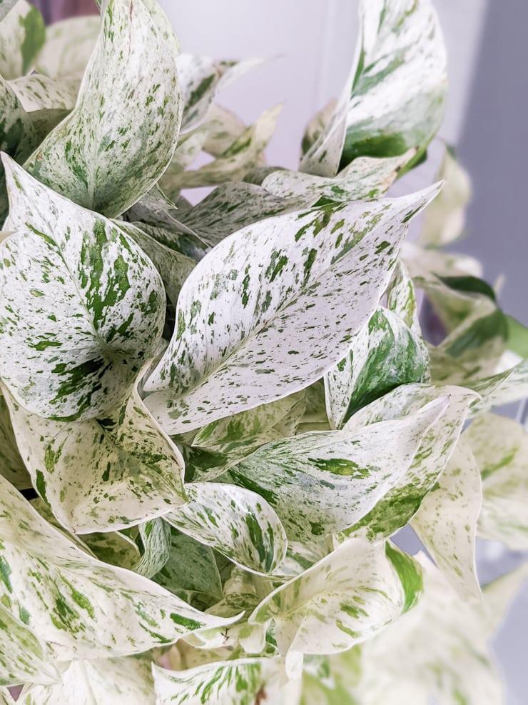 Pothos 2c Epipremnum Aureum 27snow Queen 27 12 24e20f36 2ea0 4f99 91ad D34e59cd82dd from www redcrocus com