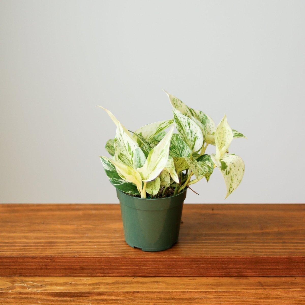 Pothos 2c Epipremnum Aureum 27snow Queen 27 13 Ac273730 6757 4cc6 B96e 99e68a68a39f from www redcrocus com